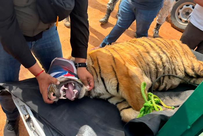 Encuentran dos tigres de Bengala en un corral