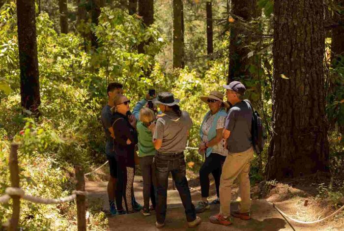  Enero y febrero, los mejores meses para vivir la magia de la Monarca en Michoacán: Sectur