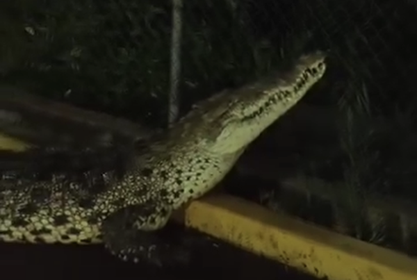 Enorme cocodrilo se pasea en zona recreativa del Boulevard Playero
