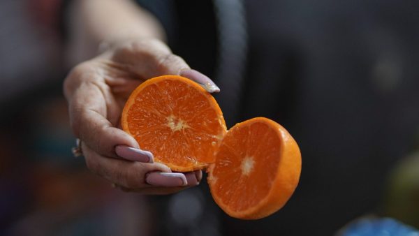 Entre tamaños sabores y precios la mandarina llega a los mercados de Morelia