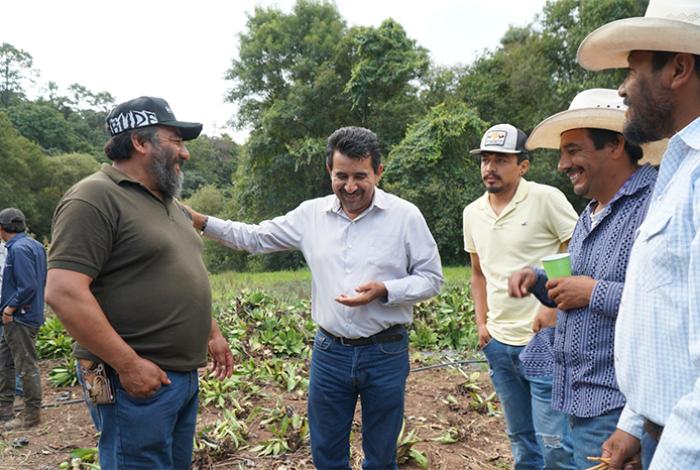 Entrega Gobierno de Charo 30 mil plantas de maguey para fortalecer la producción de mezcal