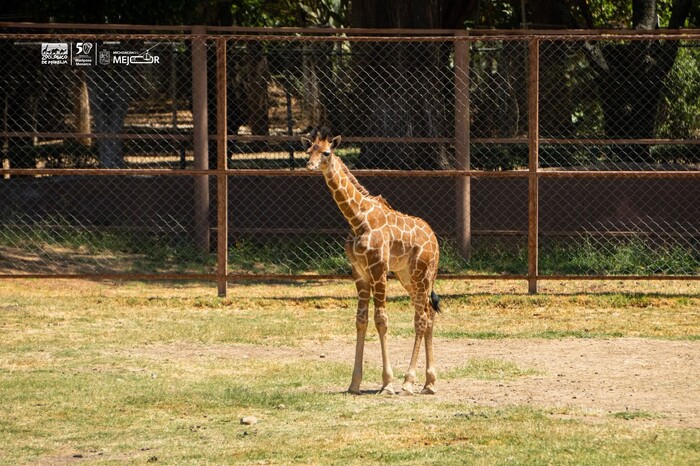 ¡Es momento de dejar tu huella! Ponle nombre a la nueva jirafita del Zoológico de Morelia