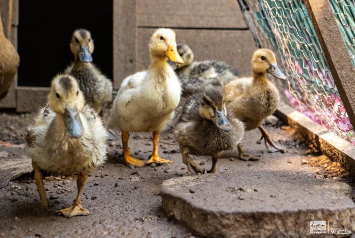 Especialistas logran integrar a una bandada al pato robado del Zoológico de Morelia