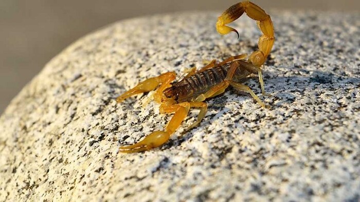 Estas son las tres plantas que ayudan a ahuyentar alacranes