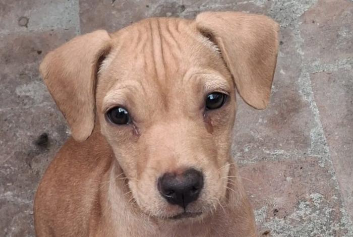 Este domingo hay cita con el corazón: Feria de Adopción