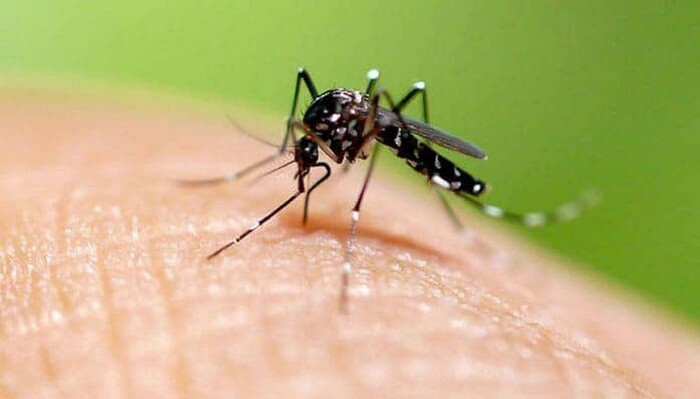 Esto debes saber sobre el dengue: síntomas, tratamiento y prevención