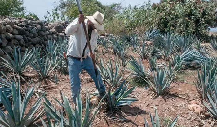 Estrategias del tequila ante posibles aranceles de EEUU