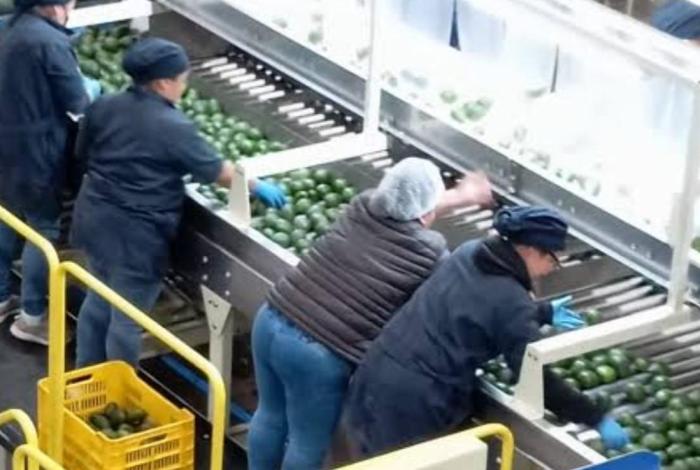 EU suspende la exportación de aguacate michoacano