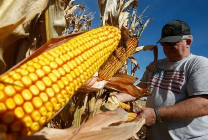 EUA invertirá 40 millones de dólares en centro de mejoramiento de maíz y trigo en México