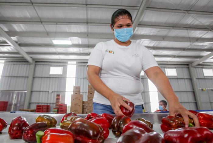 Exportadores mexicanos destacan dependencia de EE.UU. de México antes de negociaciones