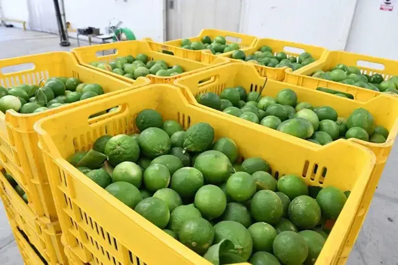 Extorsión y caída del precio agravan crisis del limón en Apatzingán, admite Segob
