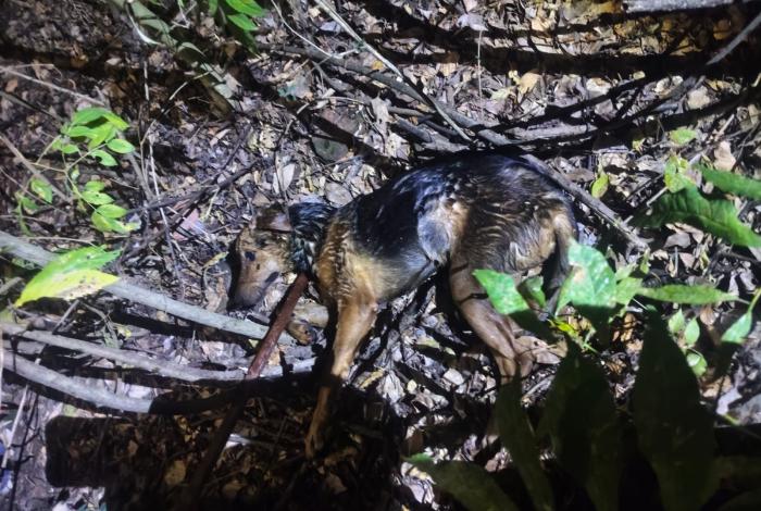 Extrema crueldad: Avientan a ocho perros a un pozo en Zitácuaro; sólo dos sobreviven