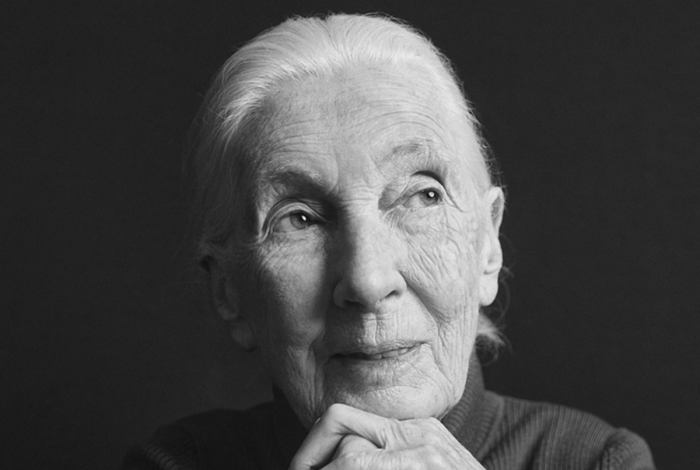Fallece Jane Goodall a sus 91 años, emblemática figura en primatología