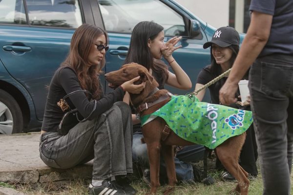 Feria de adopción busca hogares para lomitos rescatados en Morelia