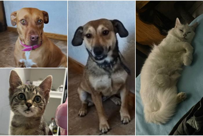 Feria Navideña de Adopción llega al Centro de Morelia: 20 lomitos y michis buscan familia para cerrar el año