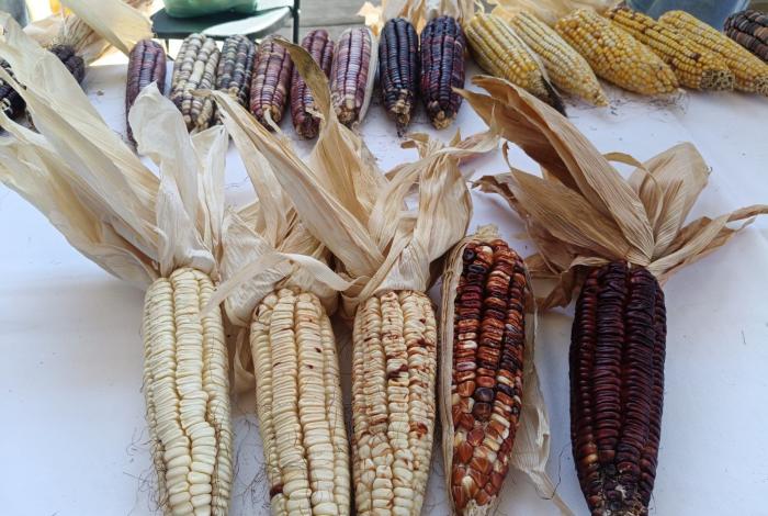 Festival del Elote reunirá gastronomía, tradición y cultura en Tarejero