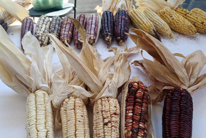 Festival del Elote reunirá gastronomía, tradición y cultura en Tarejero