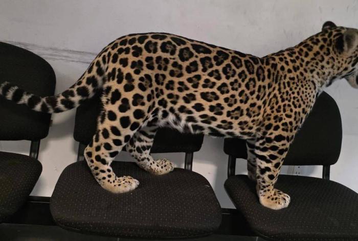 FGE asegura a un ‘lindo gatito’ en Zitácuaro; hay una mujer detenida
