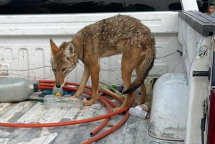 FGE asegura coyote mexicano confundido con perro en Numarán