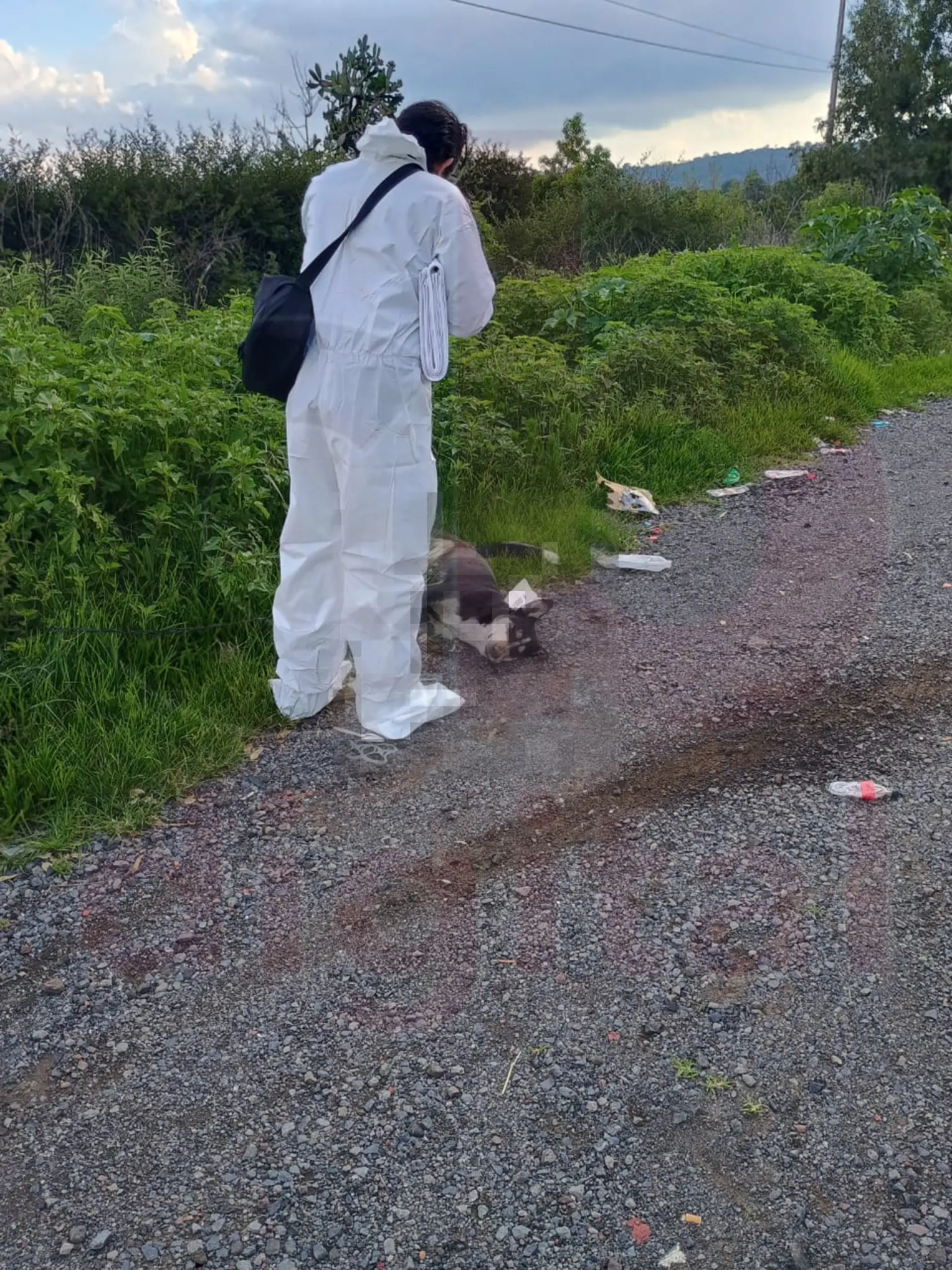 FGE investiga caso de maltrato animal en carretera Quiroga-Morelia