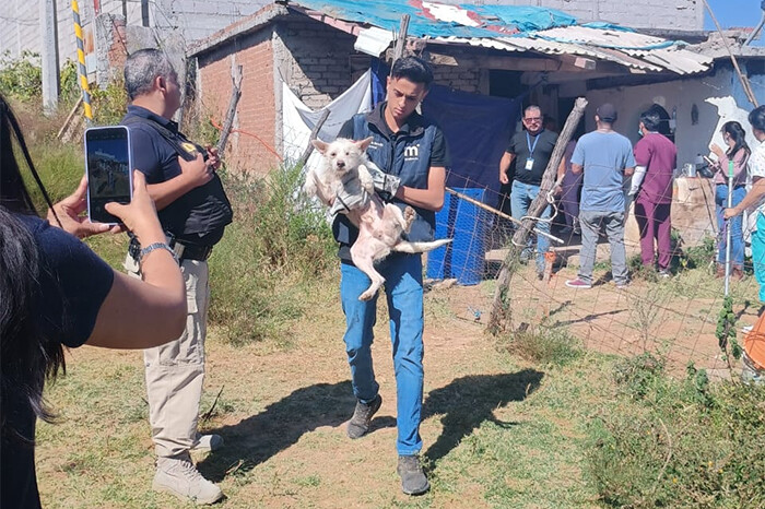 FGE rescata a 15 perritos en condiciones de maltrato, en San José de las Torres, en Morelia