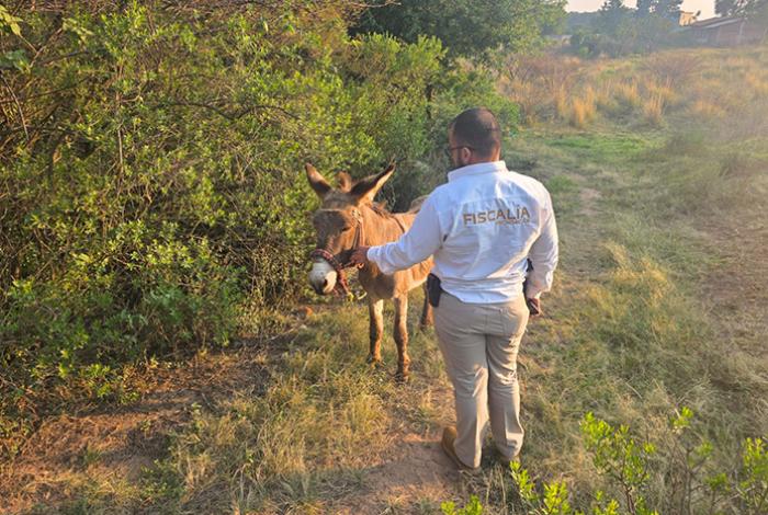 FGE rescata a burrito víctima de maltrato animal en Ciudad Hidalgo