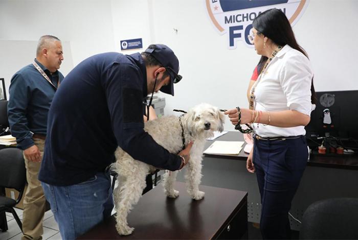 FGE resguarda a “Candy”, la perrita presuntamente abandonada sobre avenida Camelinas en Morelia