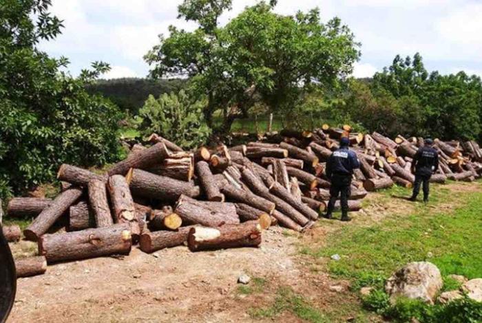 FGR investiga tala ilegal en comunidades indígenas de Michoacán