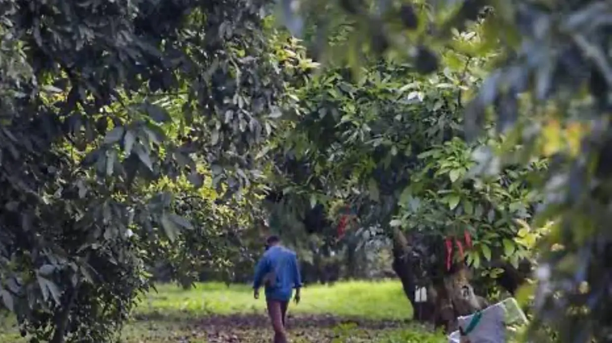 FGR investiga uso ilegal de menores en Uruapan