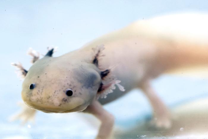 Filtros de cabello humano limpian, el agua para devolver al ajolote a su hábitat en México