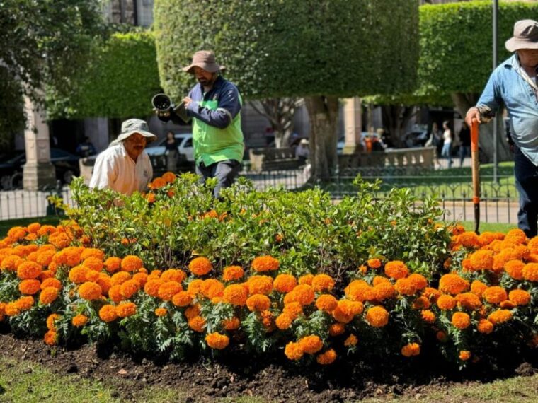 Flor de cempasúchil la protagonista que adorna plazas para temporada de muertos