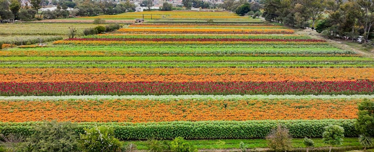 Flores, altares y tradiciones, en la Fiesta de la Flor de Cempasúchil