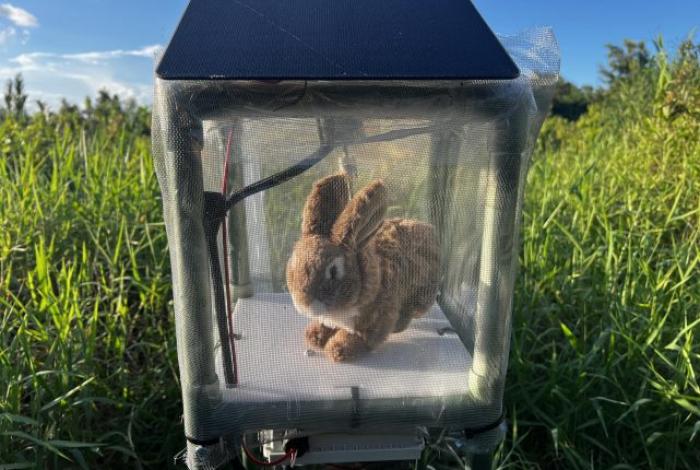 Florida reporta invasión de pitones en las casas; las combaten con conejos robots