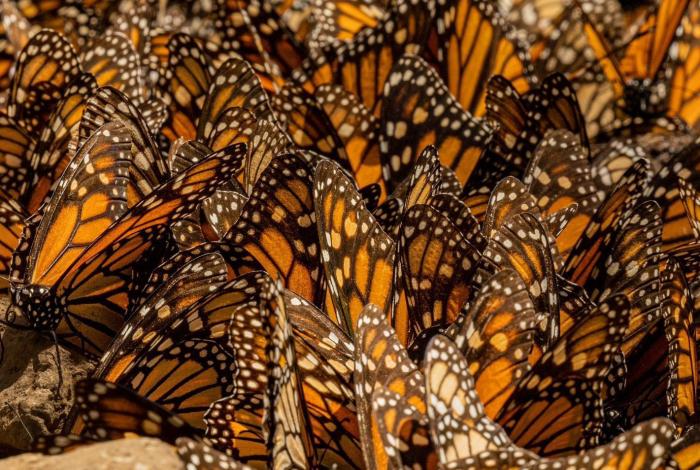 Fortalece Sectur calidad de servicios en santuarios de la Mariposa Monarca