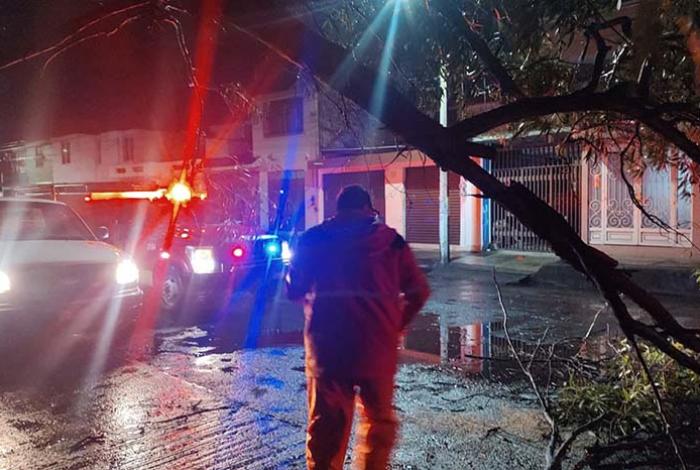 Fuertes vientos derriban un árbol en la colonia Molino de Parras, en Morelia