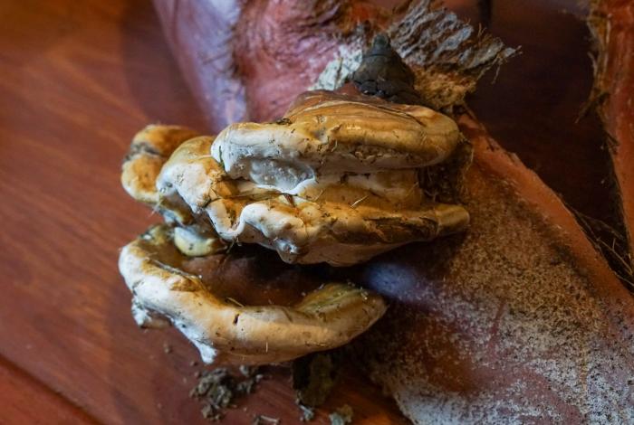 Fungifest: el festival sobre hongos alimenticios y medicinales en Morelia