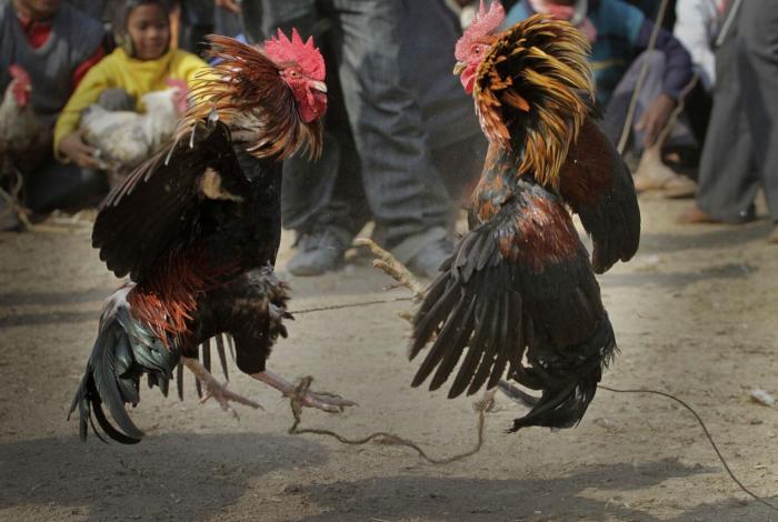 Galleros marchan en CDMX a favor de las peleas de gallos