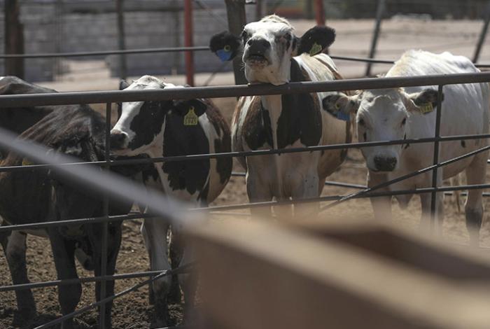 Ganaderos enfrentan sobrecostos de 400 millones de dólares por gusano barrenador