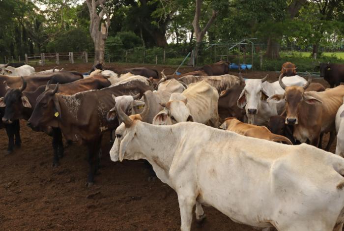 Ganaderos mexicanos critican falta de controles en la frontera sur ante gusano barrenador