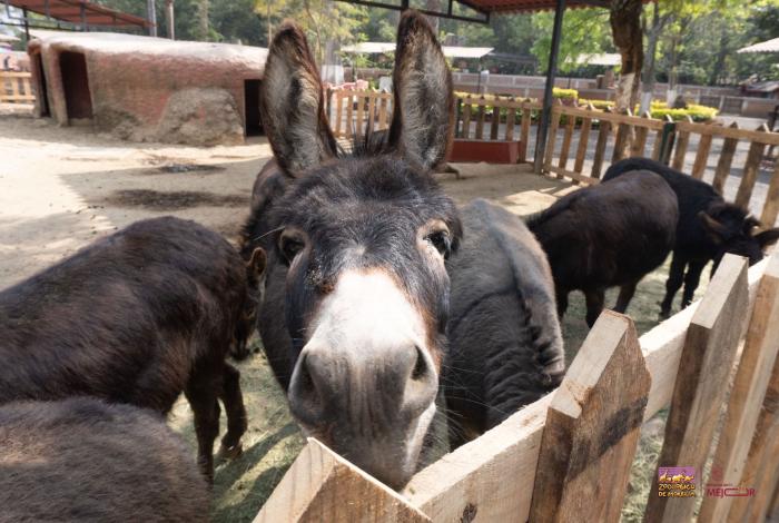 Garantiza Zoológico de Morelia bienestar y conservación del burro pigmeo africano