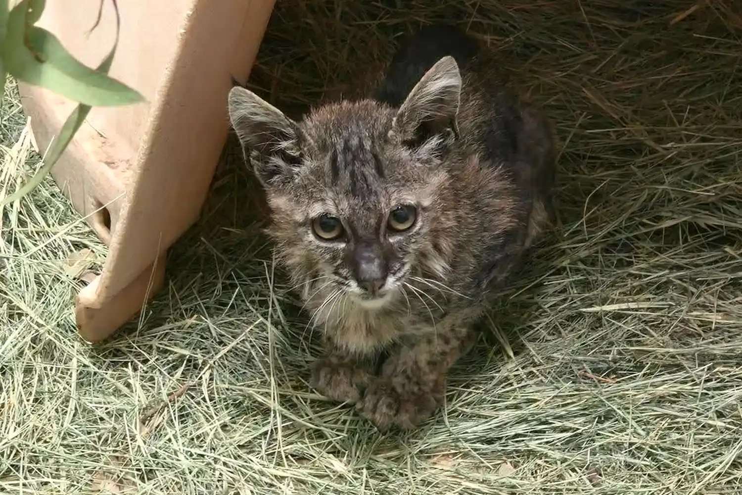 Gatita salvaje vuelve a la naturaleza tras rescate que incluyó transfusión de sangre