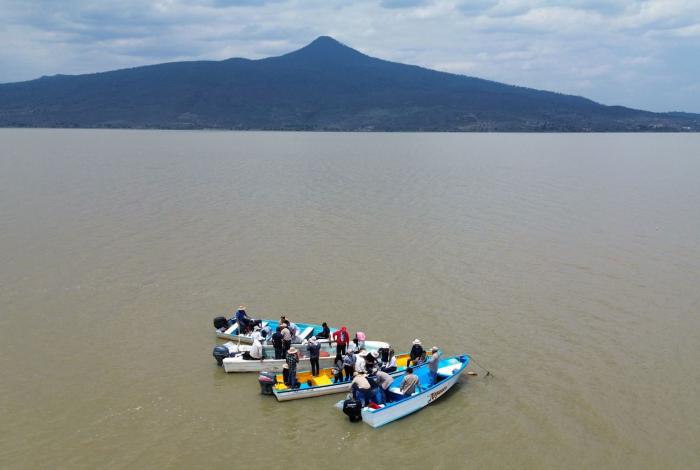 Gobierno de Michoacán siembra mil ejemplares de achoque en el lago de Pátzcuaro