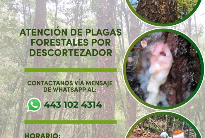 Gobierno de Morelia brinda atención a plagas forestales por descortezador, en zona rural