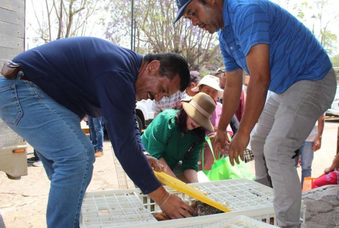 Gobierno de Morelia continúa con entrega de gallinas ponedoras