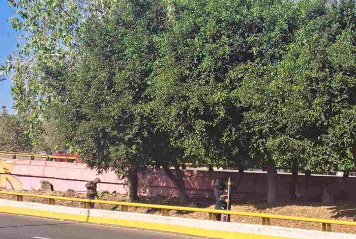 Gobierno de Morelia embellece espacios públicos con atención a sus áreas verdes
