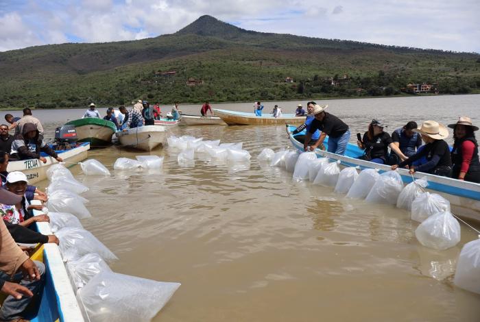 Gobierno estatal libera 40 mil crías de pez blanco para el rescate del Lago de Pátzcuaro