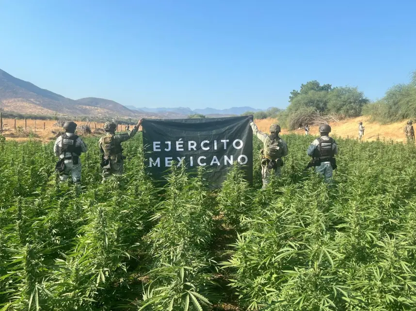Guardia Nacional y Ejército aseguran más de 12 mil plantas de marihuana en Huetamo