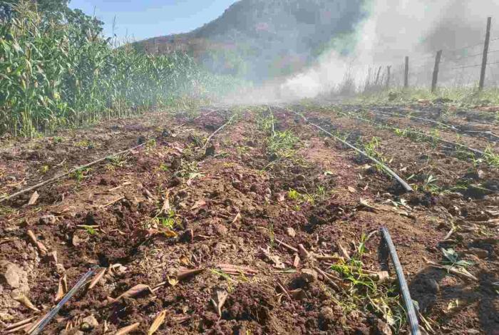 Guardia Nacional y Ejército Mexicano localizaron plantíos de mariguana en Michoacán