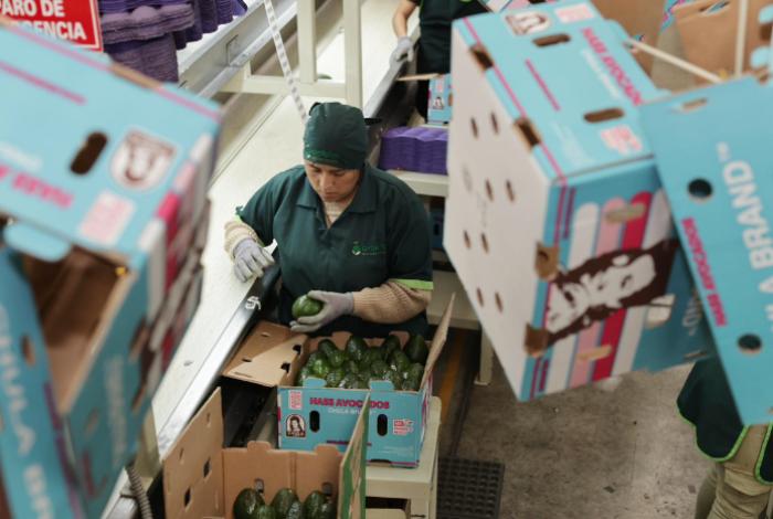 Guardián Forestal frena exportación de 2 mil huertas de aguacate por deforestación: Bedolla