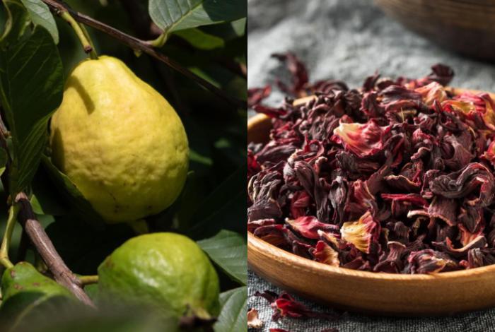 Guayaba y jamaica, orgullos michoacanos con alto valor económico y distintivo de origen: Sedeco